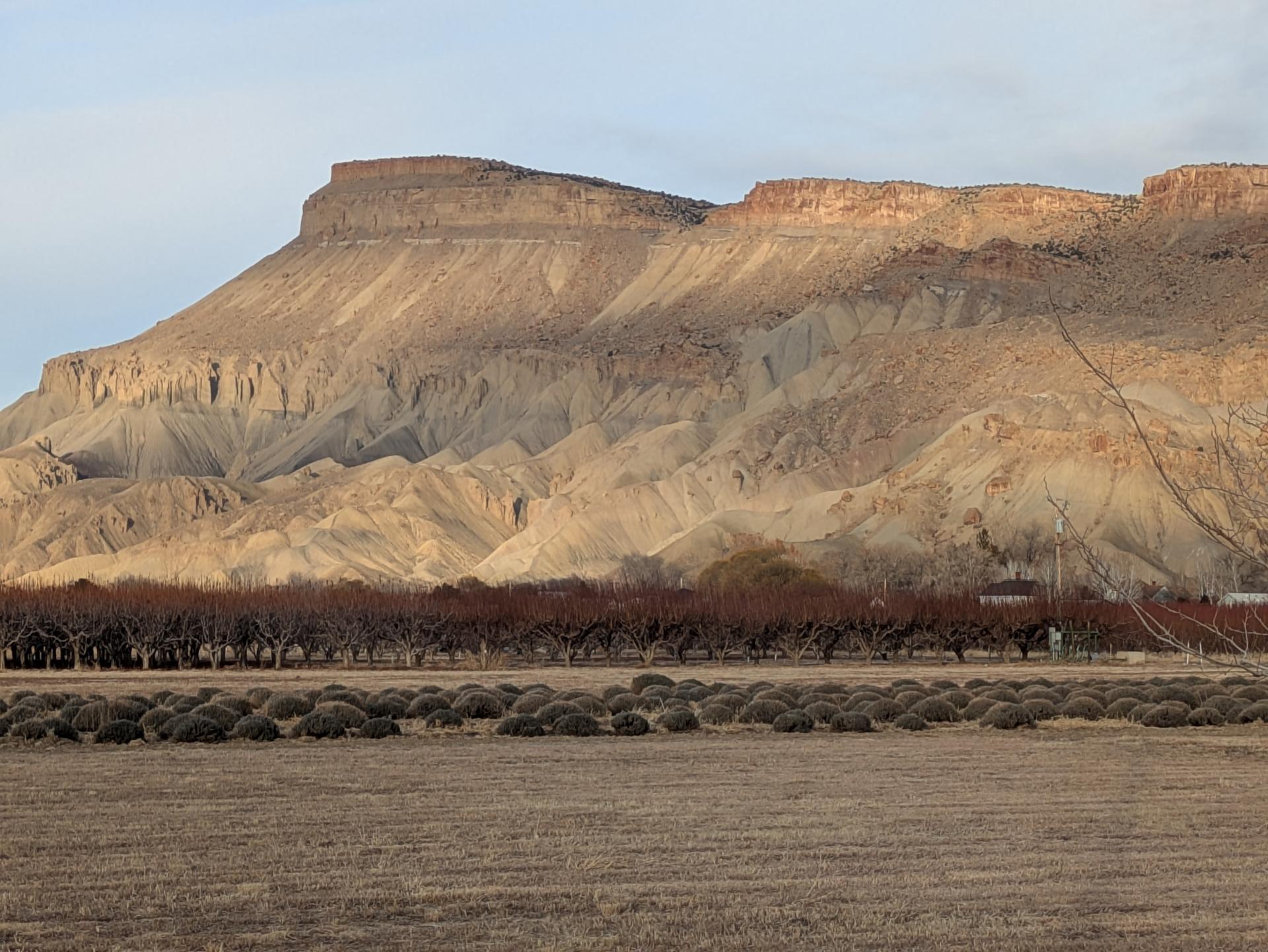 View of Mount Garfield above Palisade, Colorado on my walk to work today, January 6, 2025 | Randy Fay