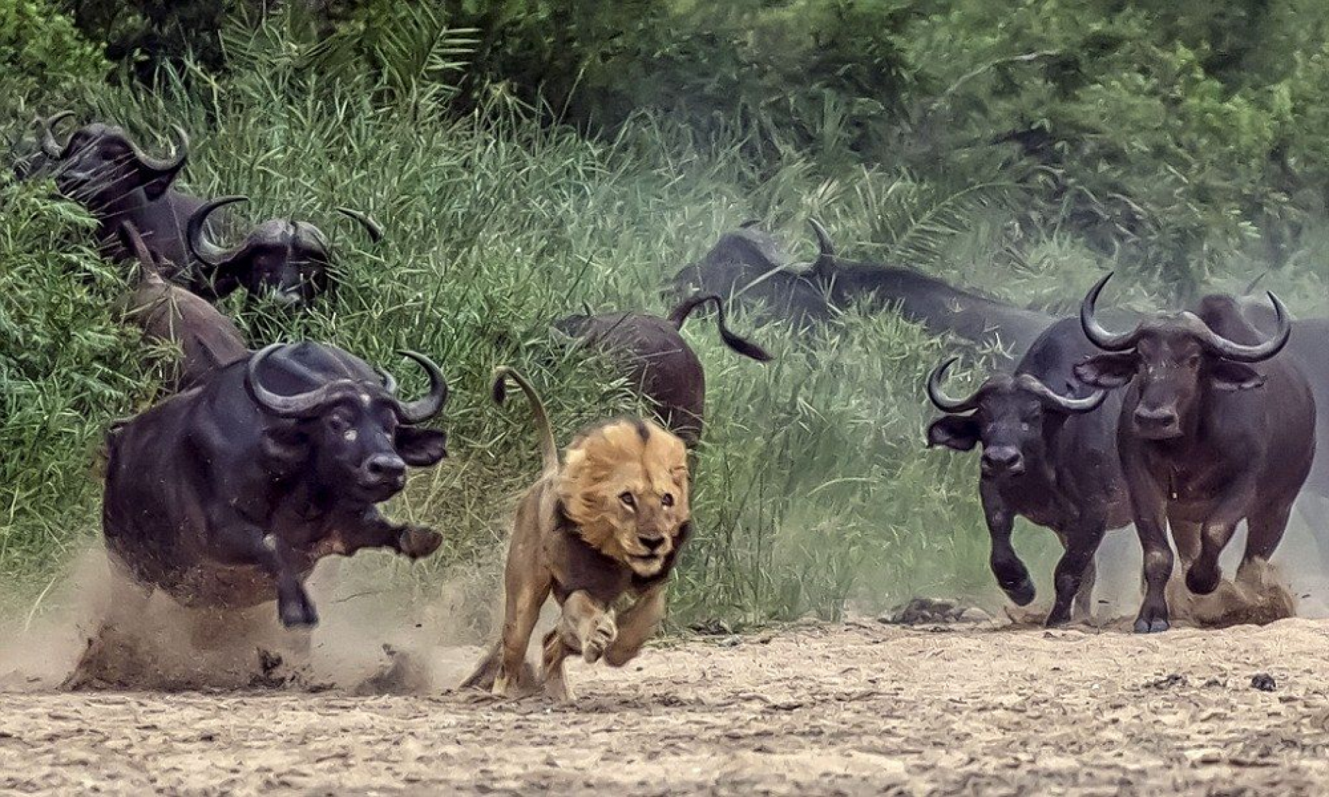 buffallos fending off lion