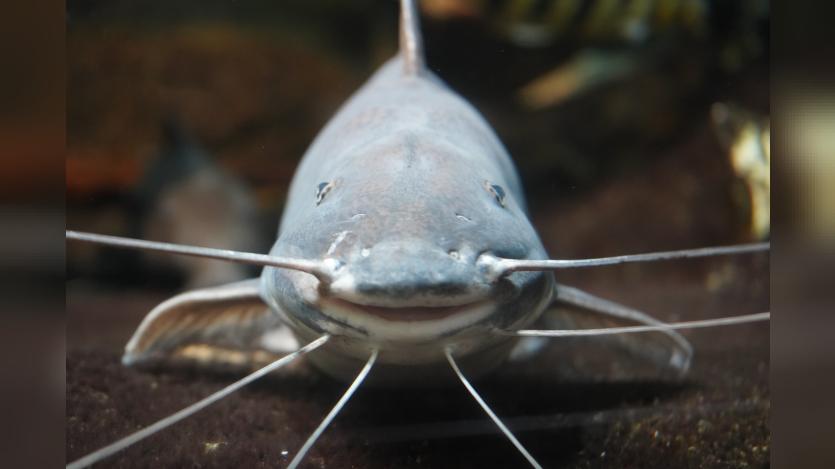 A smiling catfish at an aquarium