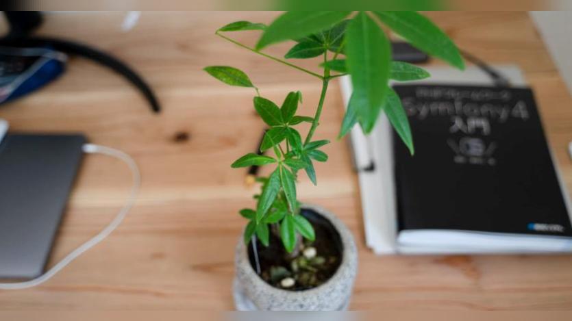 plant