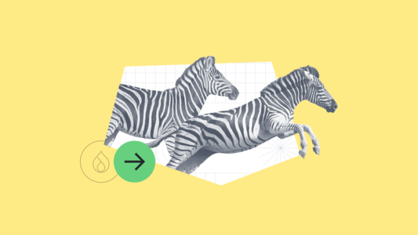 poster-zebra