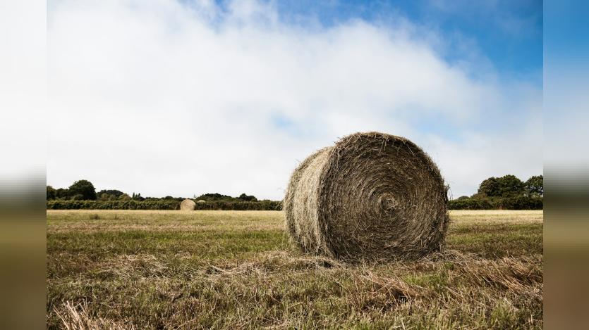 haystack