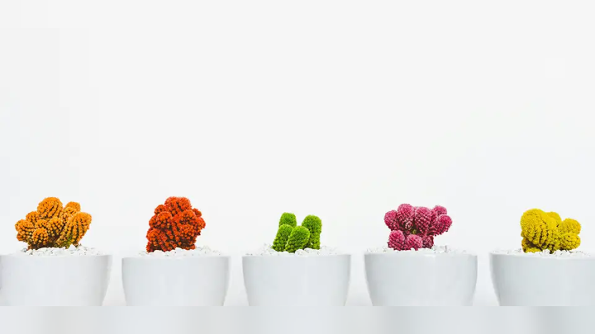 varied colored crocheted cacti in pots