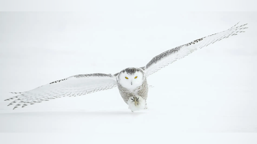 Owl