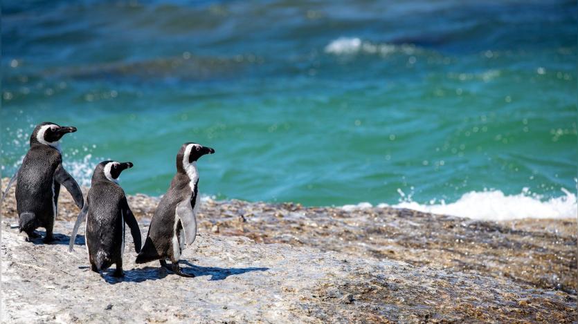 Penguins tribe