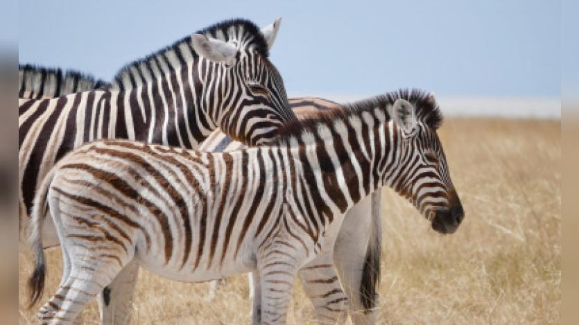 Zebras