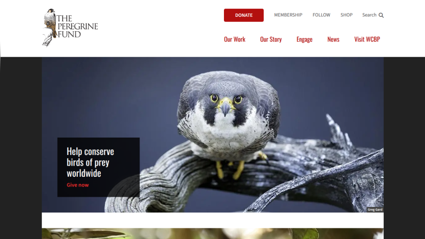 The Peregrine Fund homepage with navigation and a hero image of a peregrine falcon promoting bird conservation worldwide.