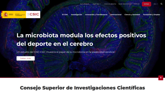Research on how microbiota positively affects sports in the brain.