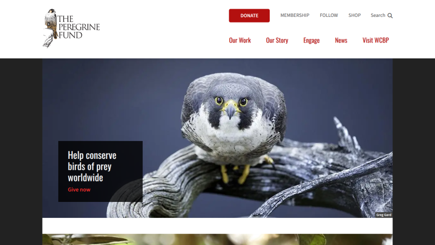 The Peregrine Fund homepage with navigation and a hero image of a peregrine falcon promoting bird conservation worldwide.