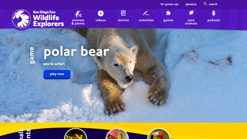 Wildlife Explorers homepage featuring a polar bear with a 'play now' button for games.