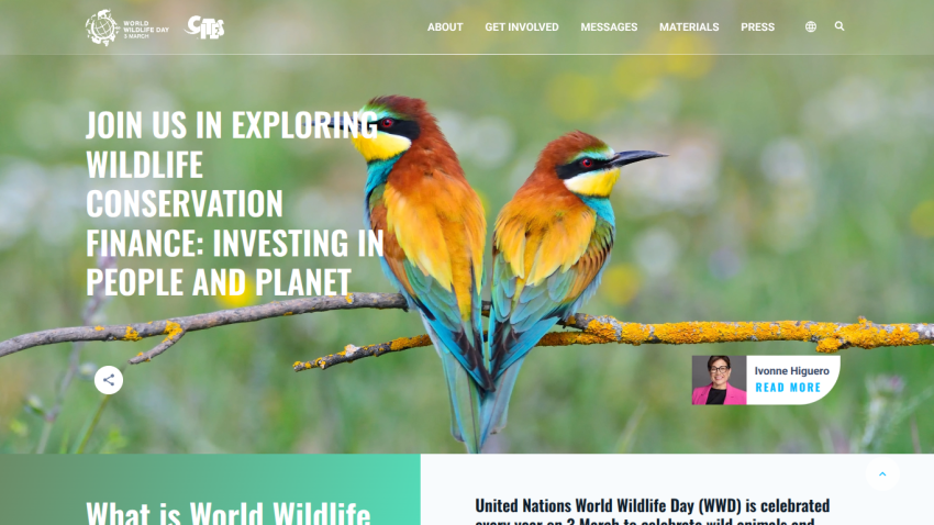 World Wildlife Day website hero with colorful birds and text about wildlife conservation finance.