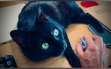 The author's mouse and cat