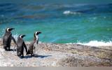 Penguins tribe